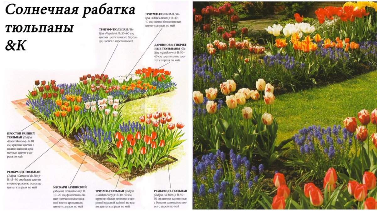 Цветник из луковичных схема