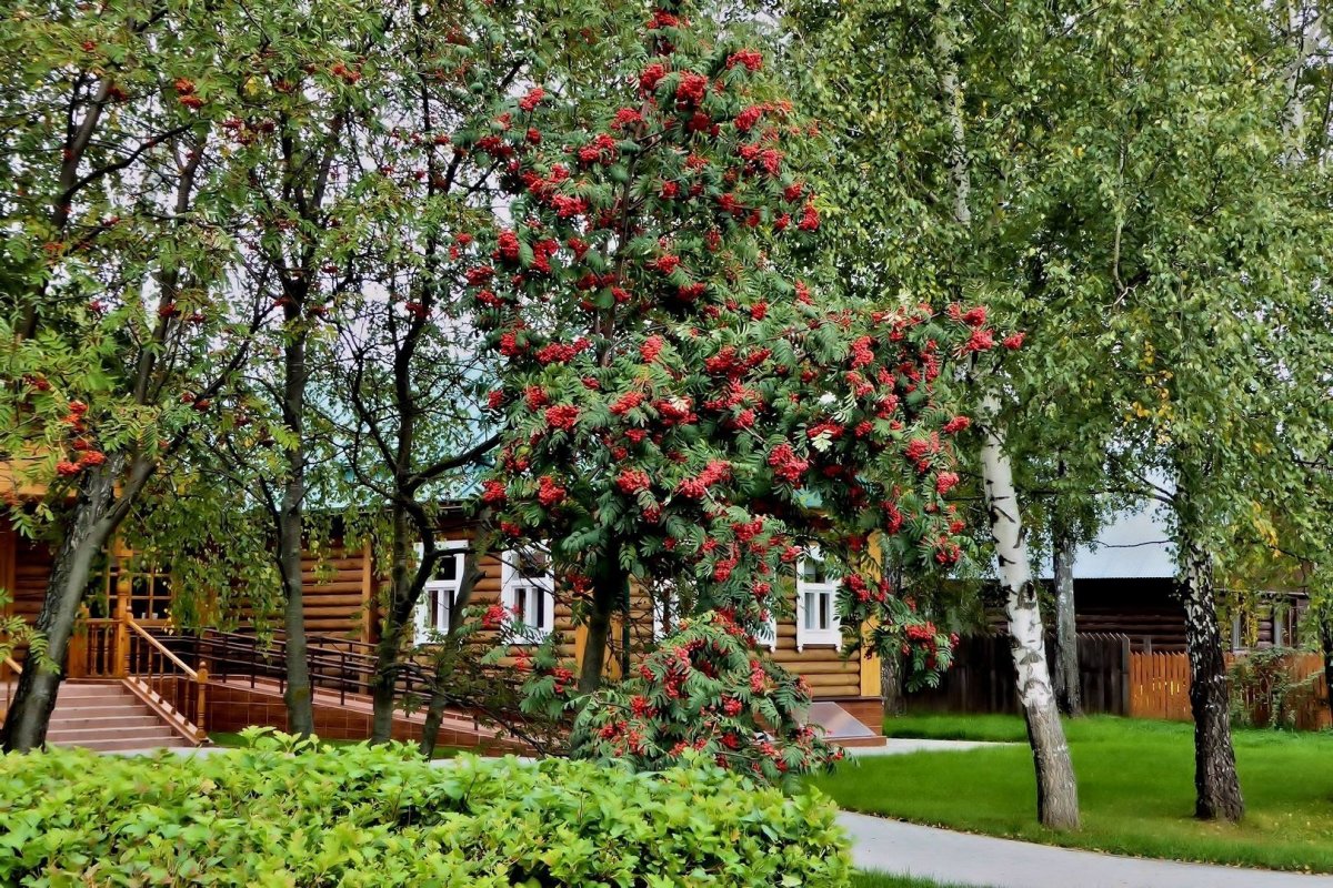 Рябина обыкновенная плакучая