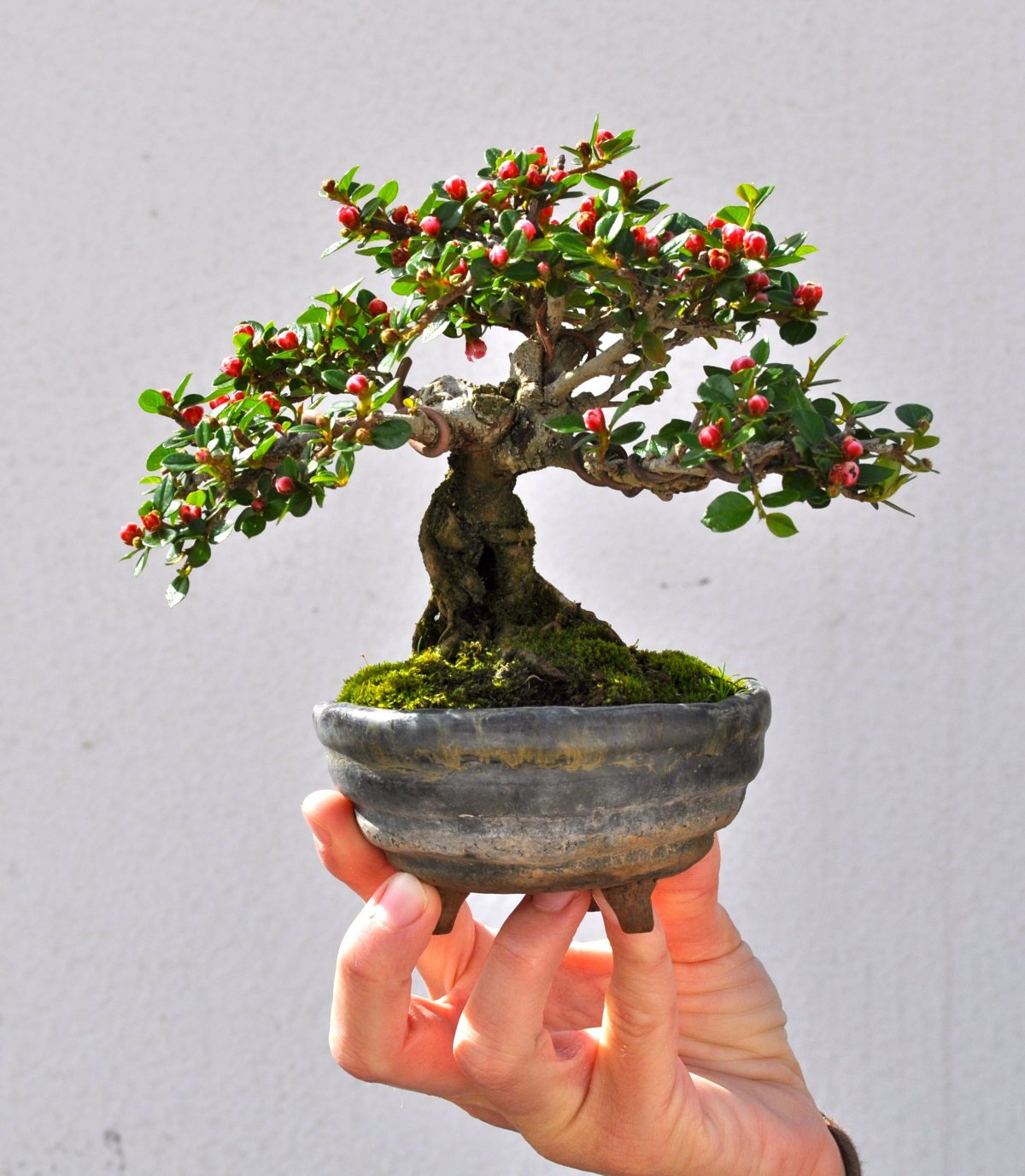 Cotoneaster бонсай