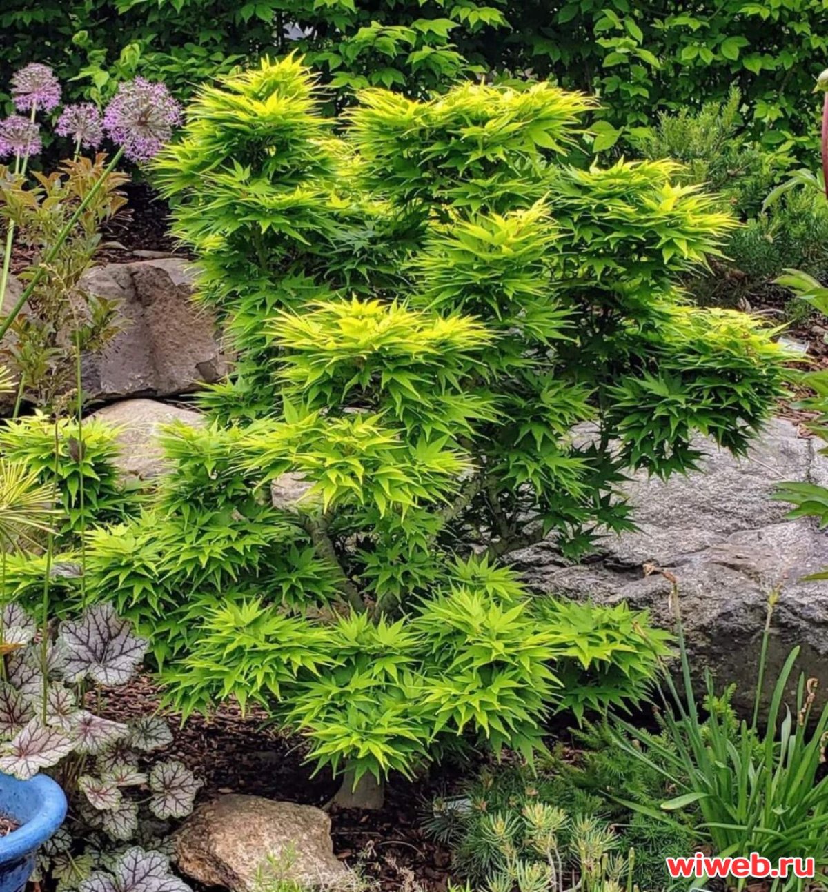 Acer palmatum Mikawa Yatsubusa