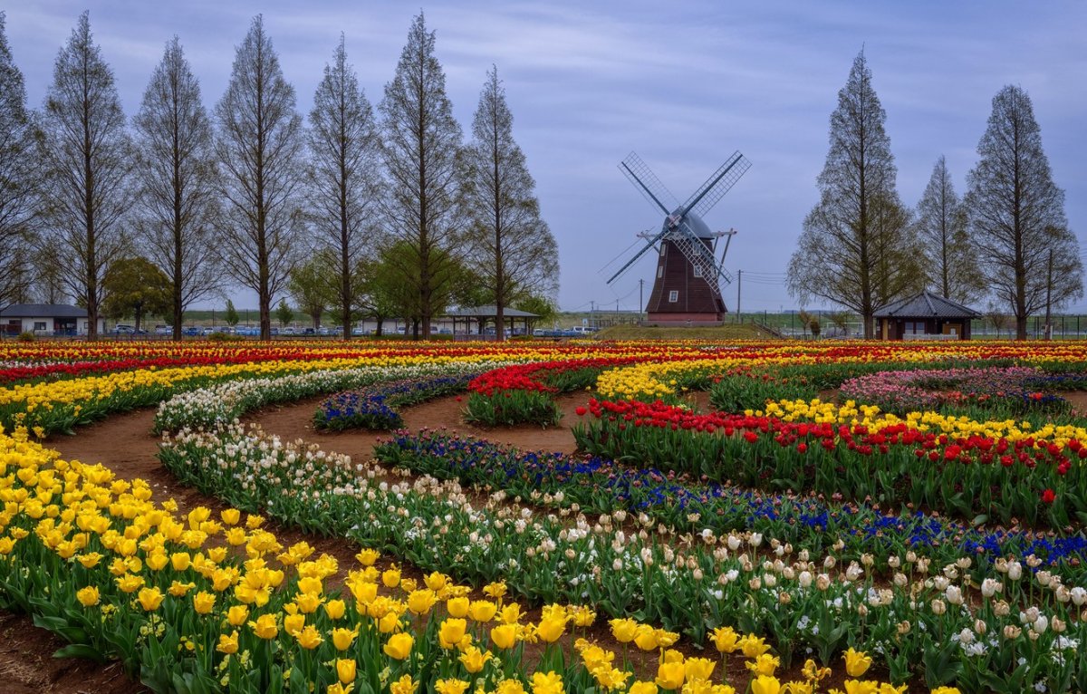 Парк кёкенхоф Голландия мельница