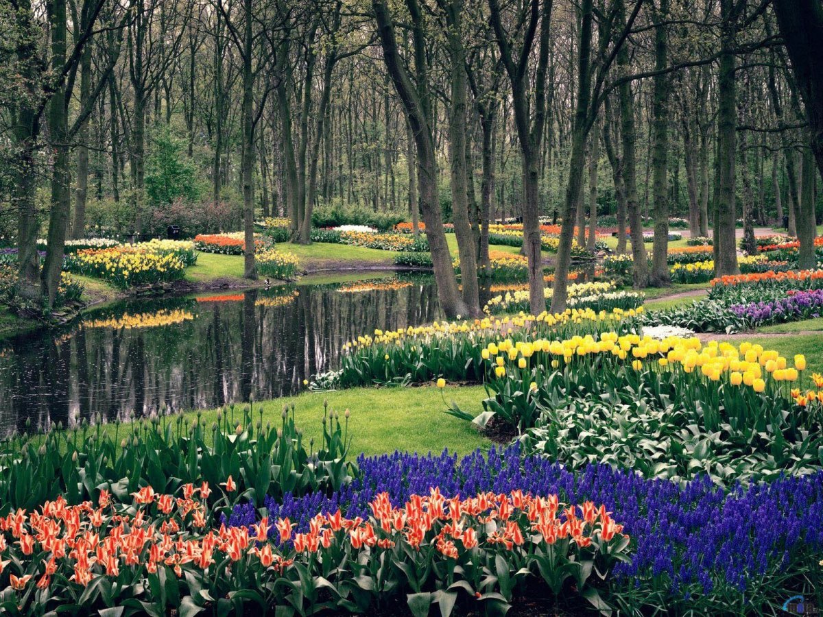 Keukenhof Gardens Нидерланды