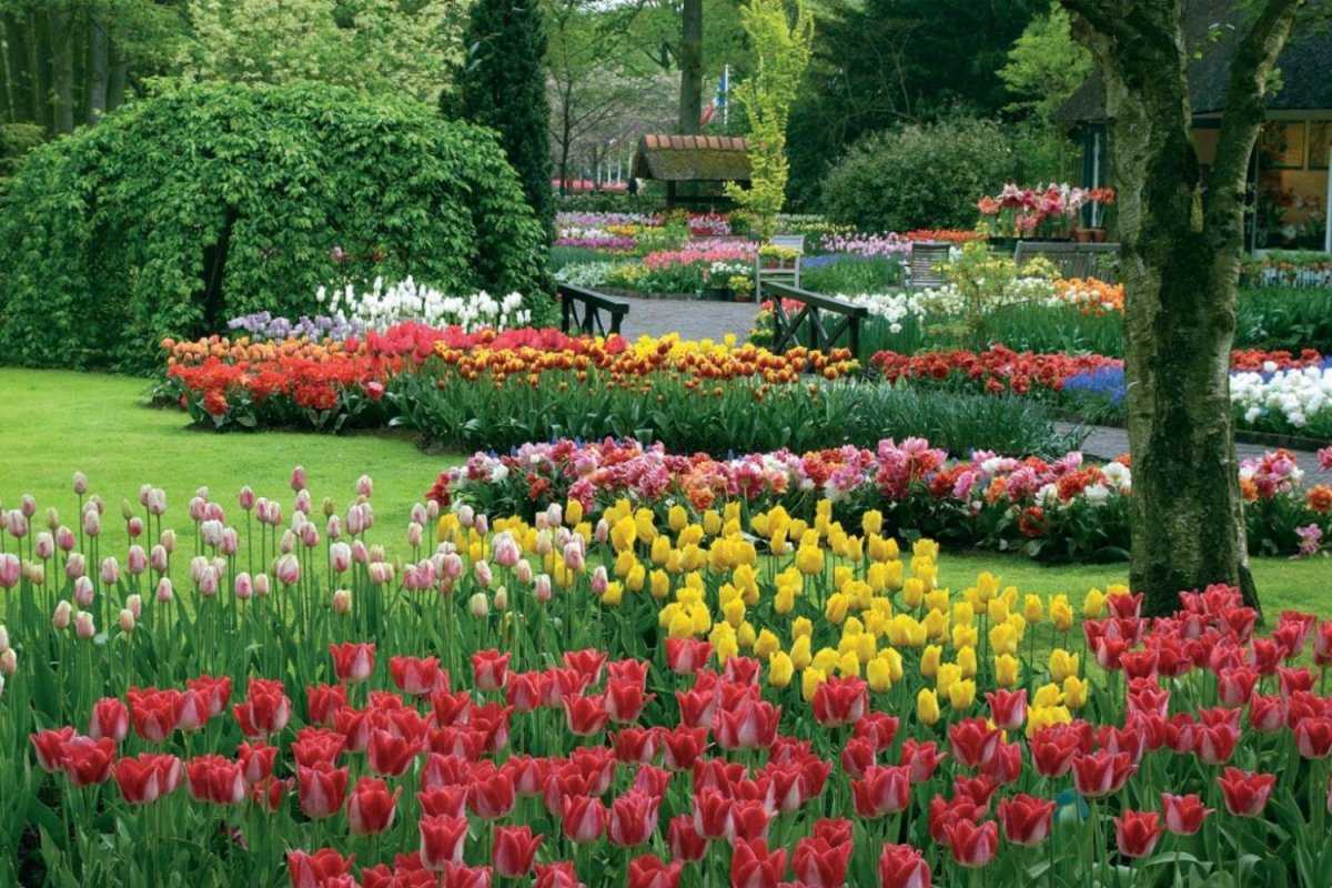 Keukenhof Gardens Нидерланды