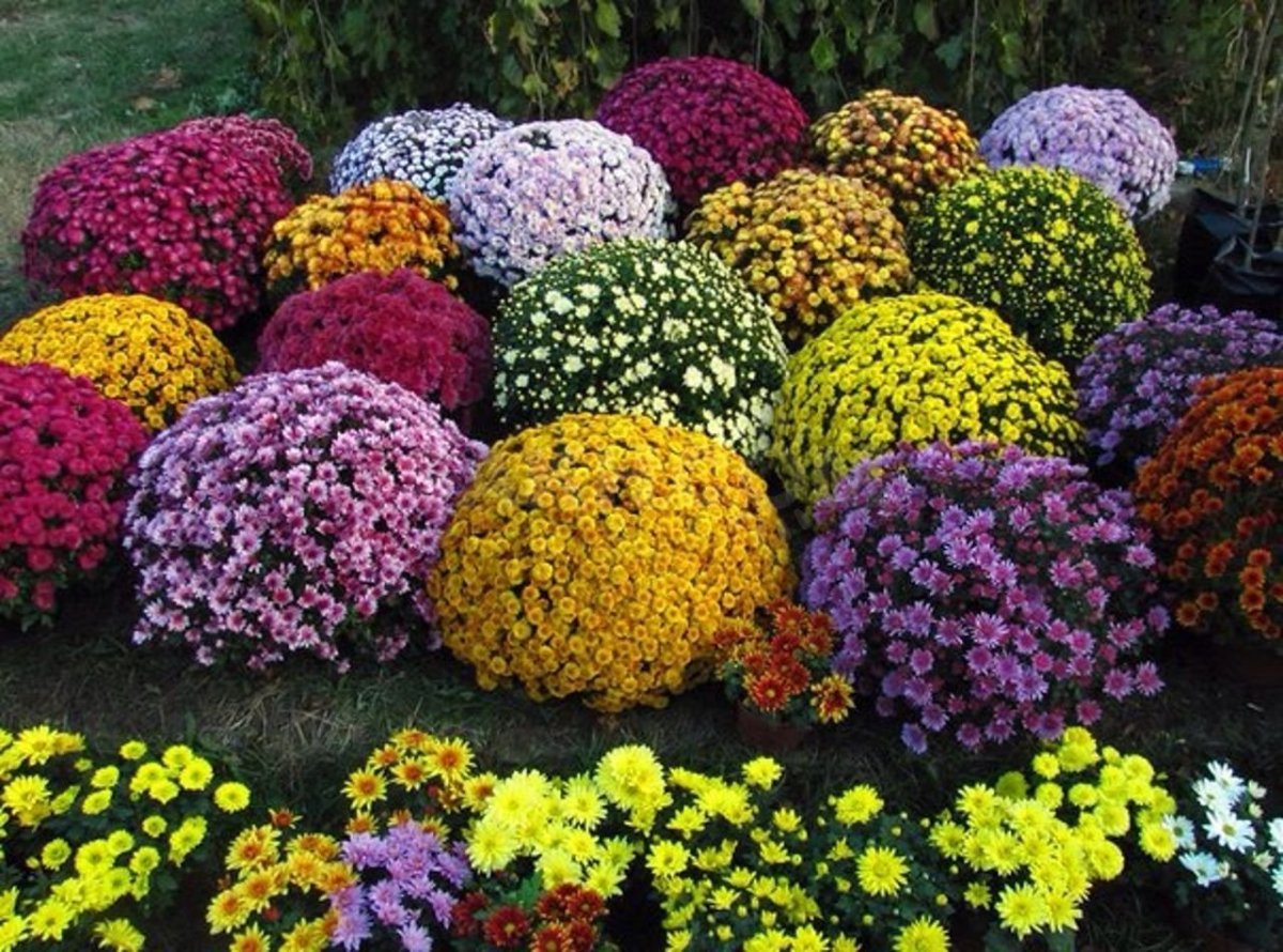 Хризантема мультифлора