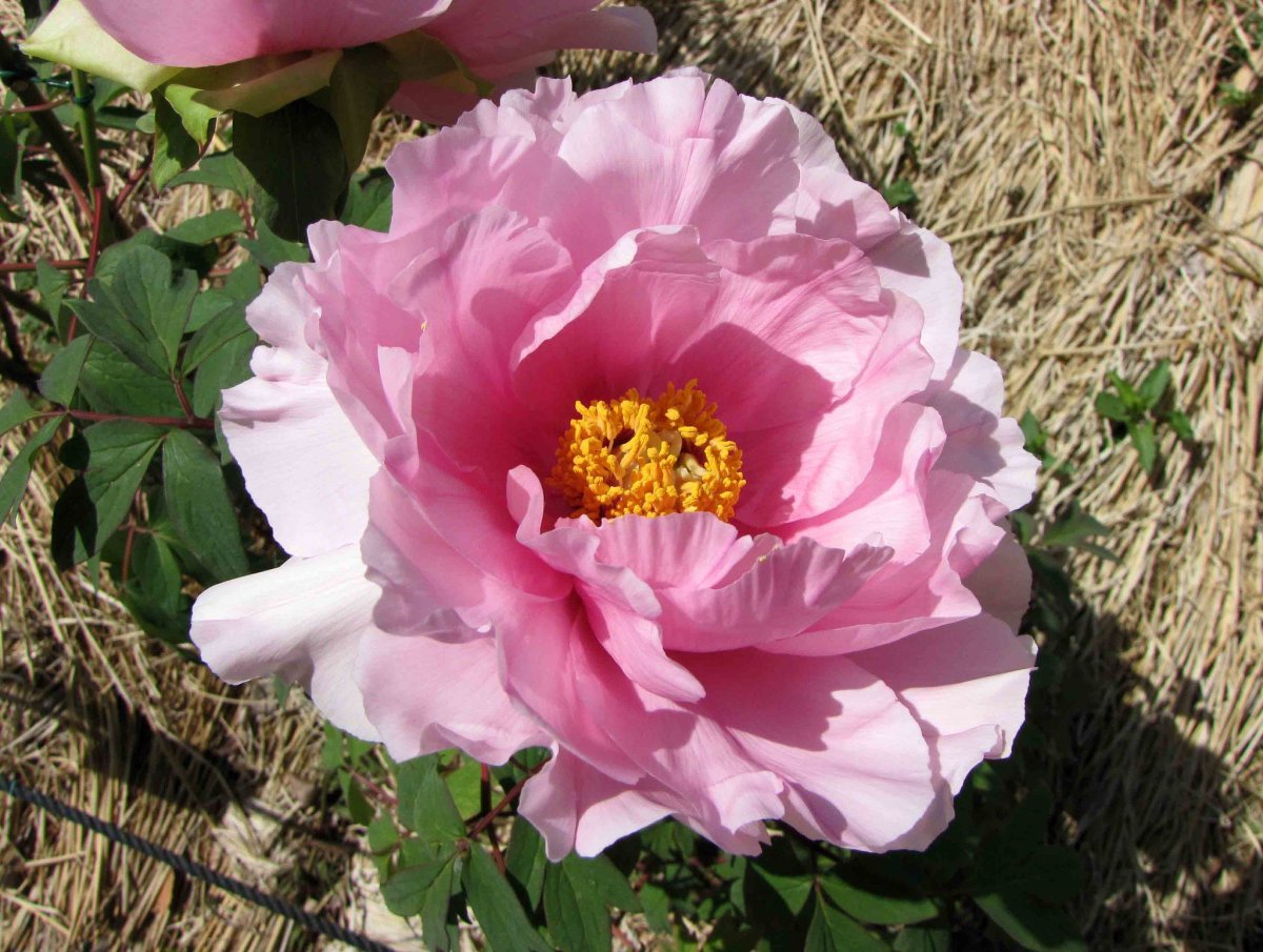 Пион Muramatsu Zakura