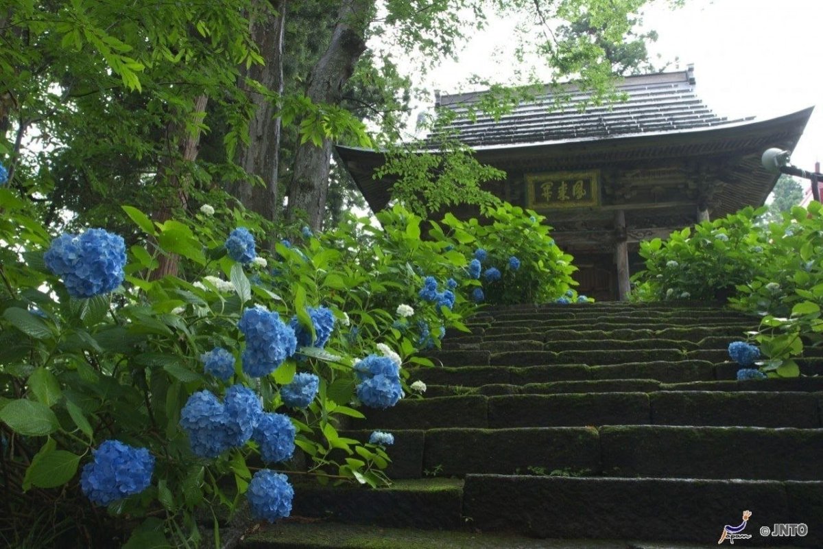 Храм гортензий в Камакуре