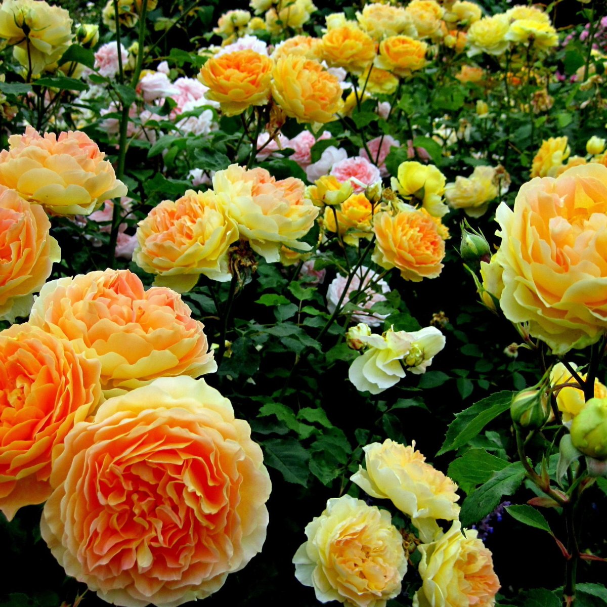 Кустовая желтая роза в саду