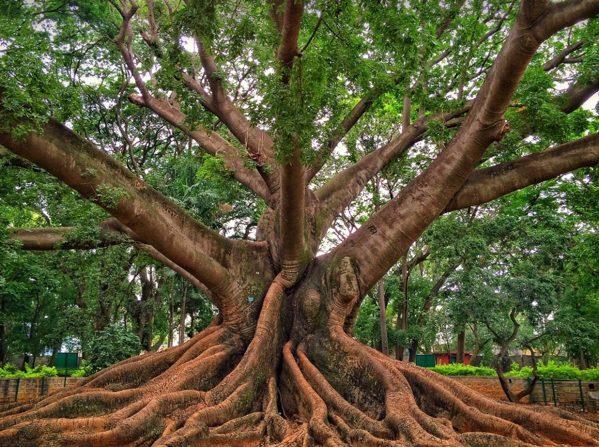 Tree reference photo