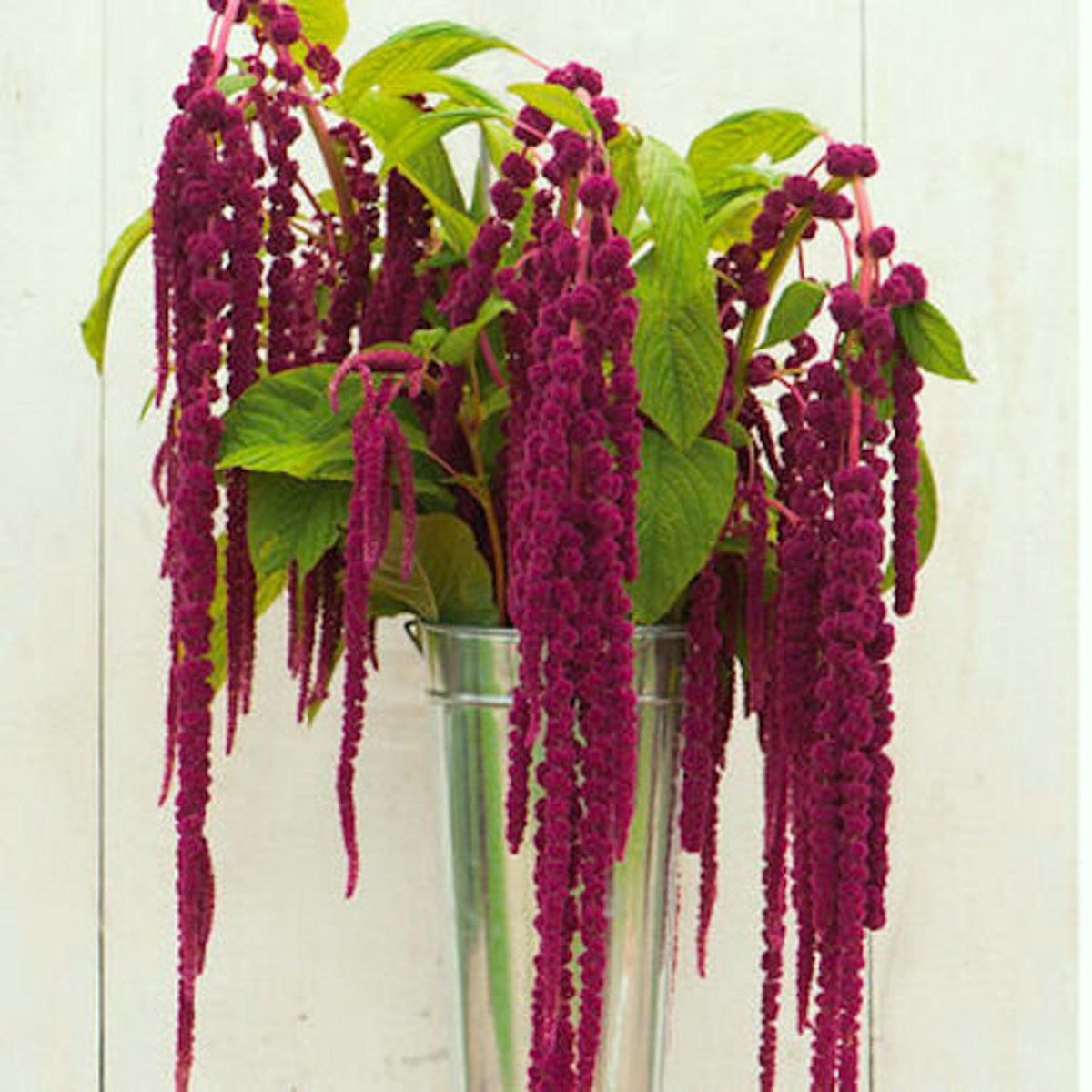 Амарант хвостатый (Amaranthus caudatus)