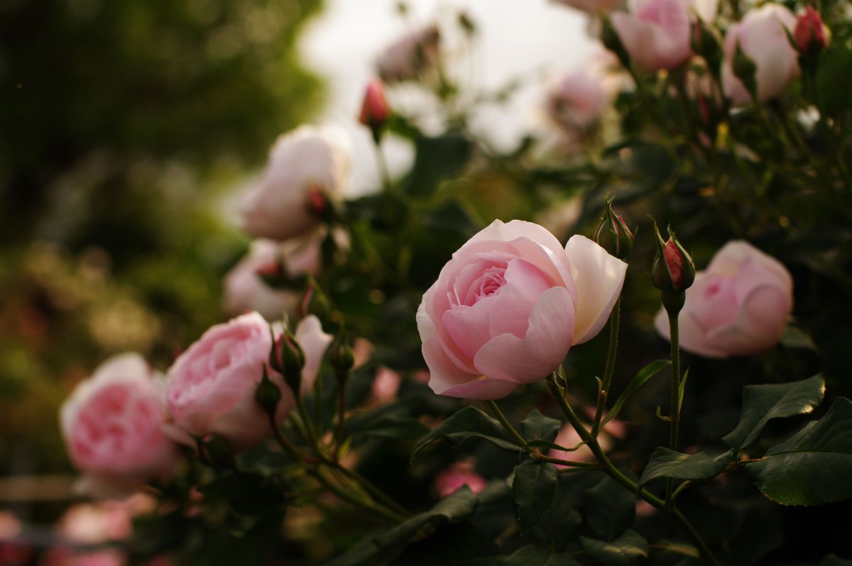 Нежные розы в саду
