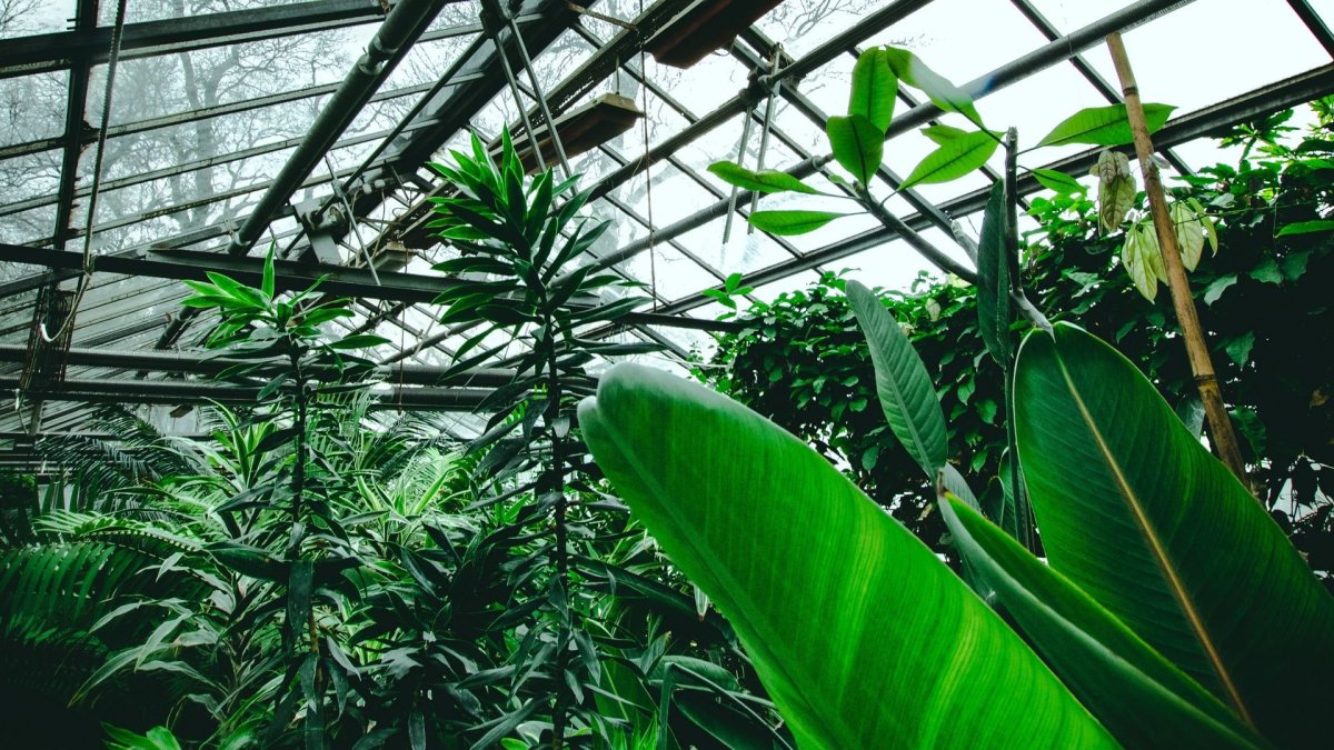 Оранжерея / the Greenhouse