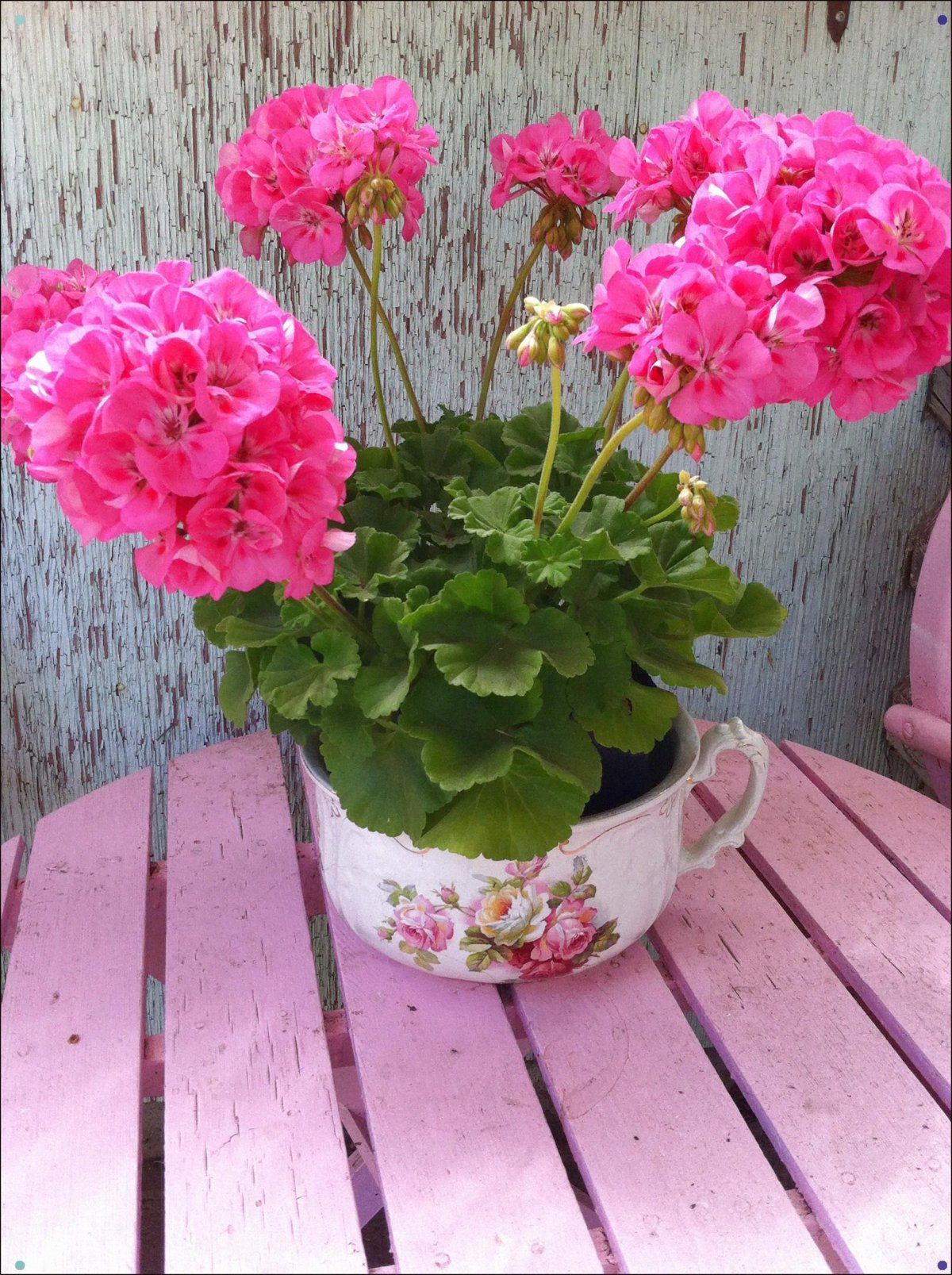 Пеларгония Pink Geranium 2008