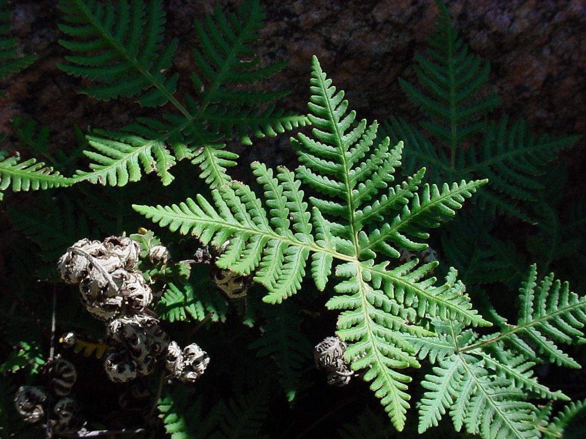 Elaphoglossum peltatum