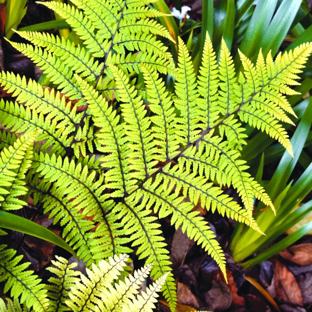 Athyrium otophorum