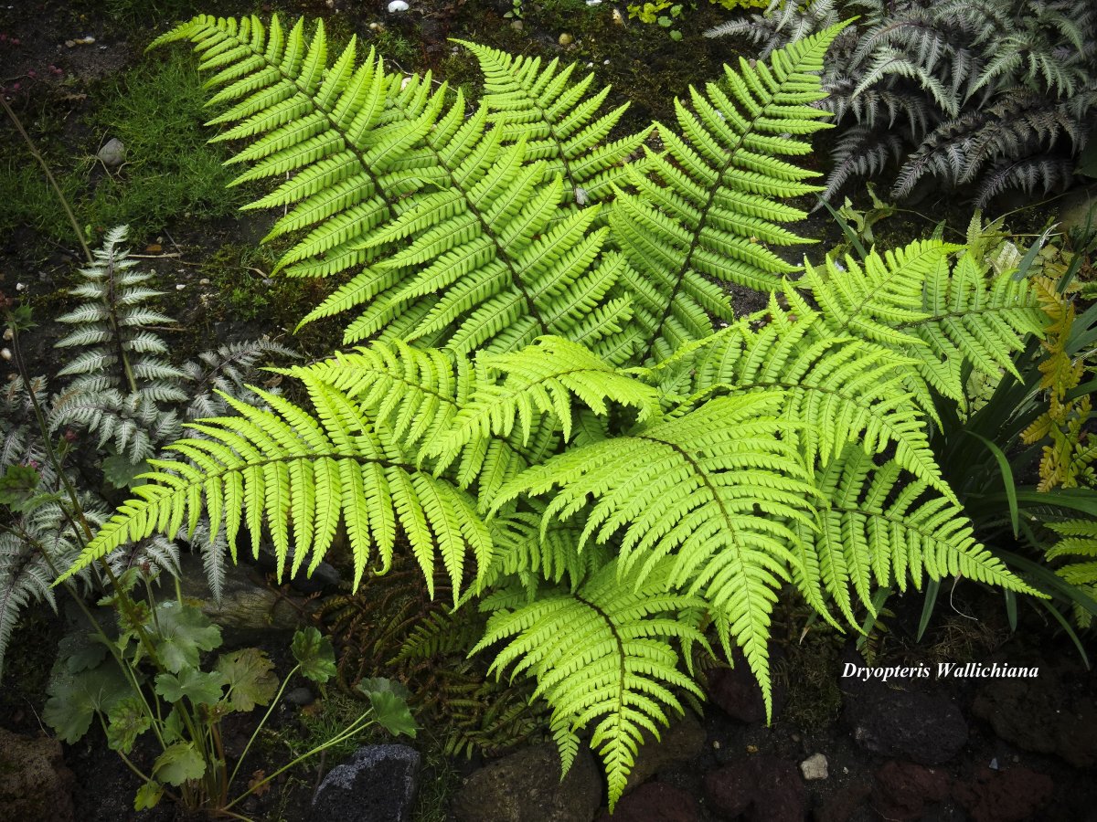 Dryopteris wallichiana