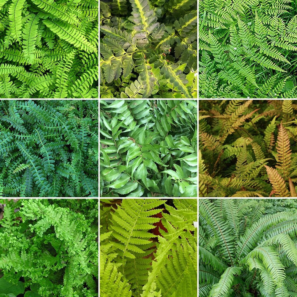 Polystichum rigens