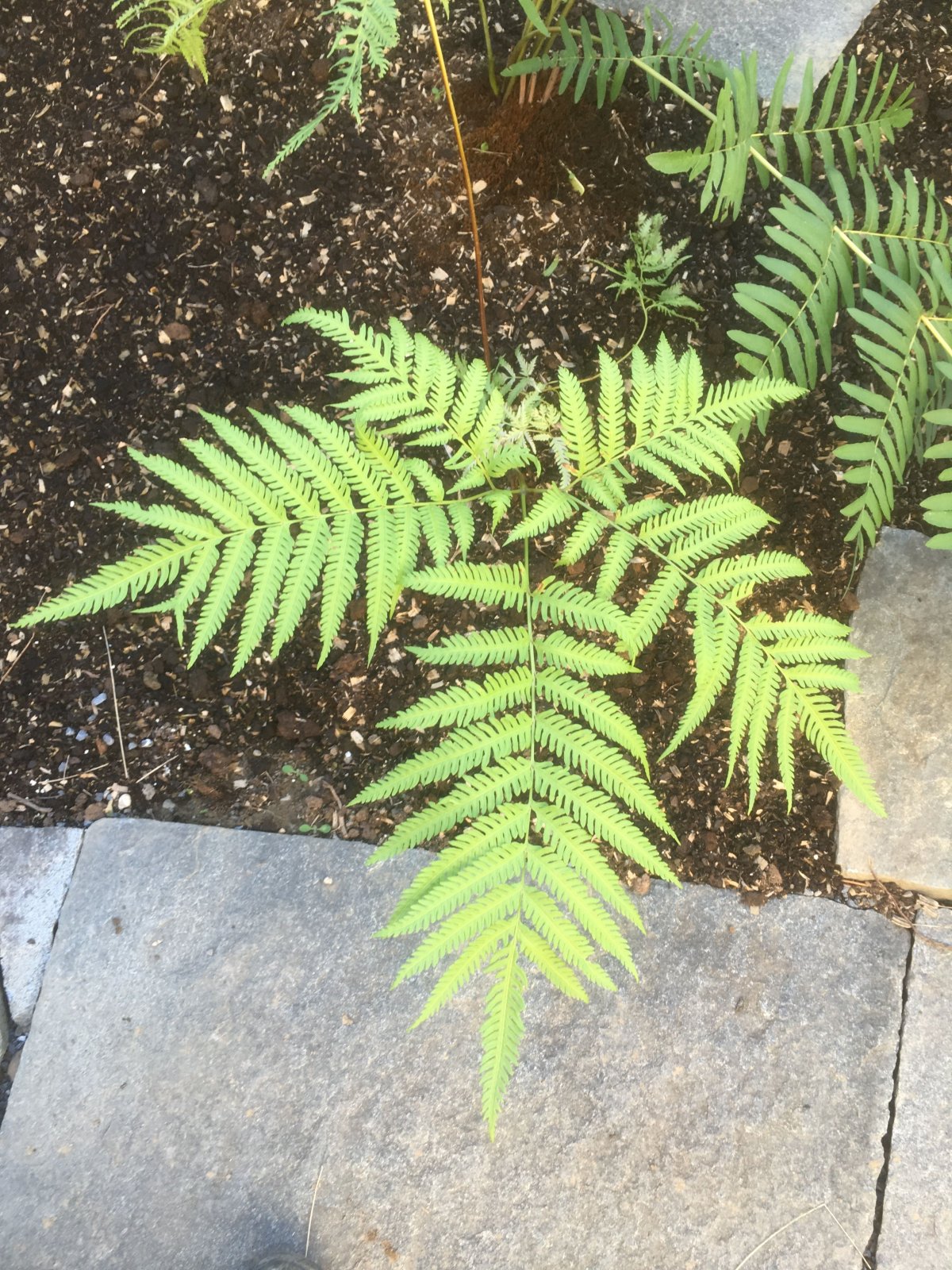 Pteris grevilleana var. Ornata
