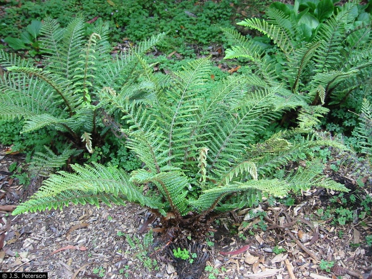 Polystichum polyblepharum