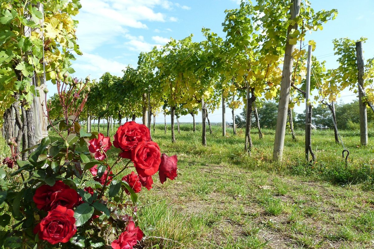 Виноградной лоза с розами