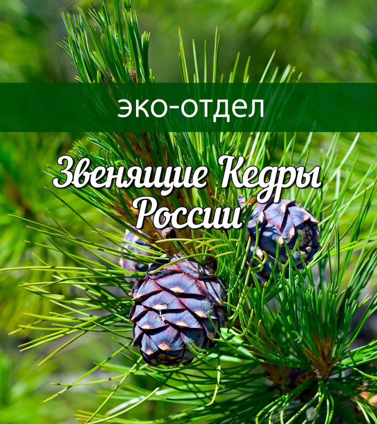 Плакат звенящих Кедров России