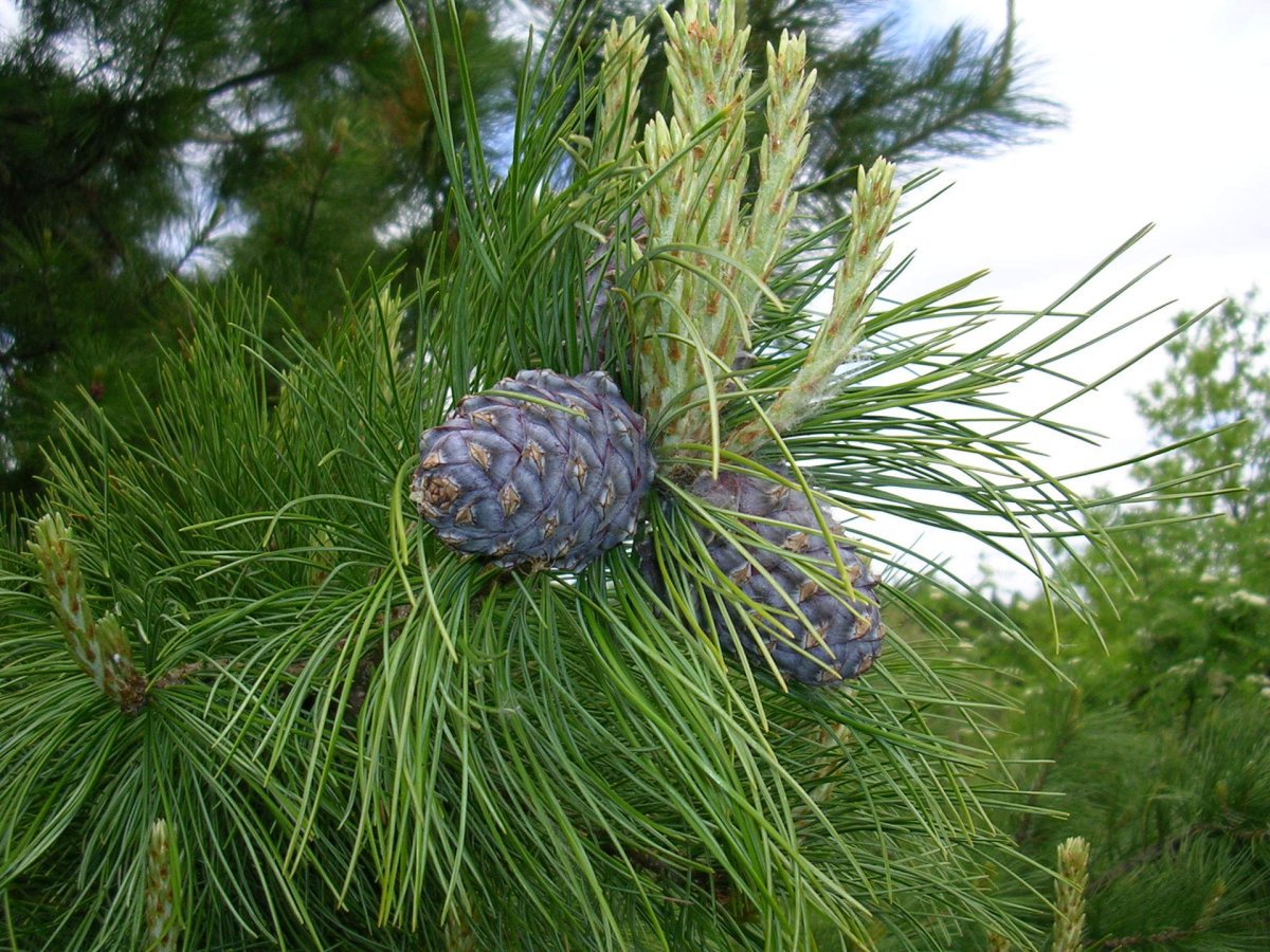Сибирский кедр (Pinus sibirica du Tour)