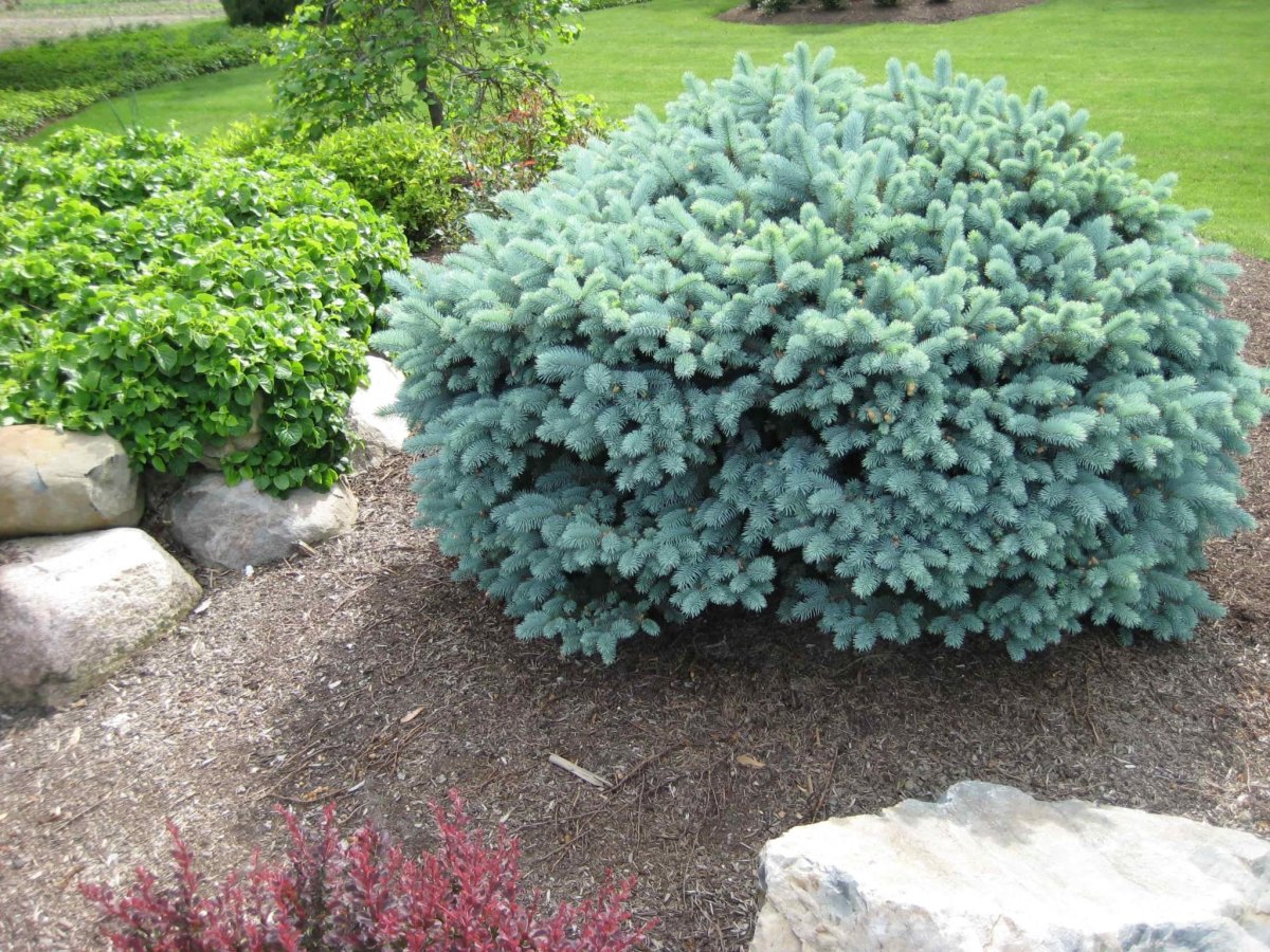Ель колючая glauca globosa