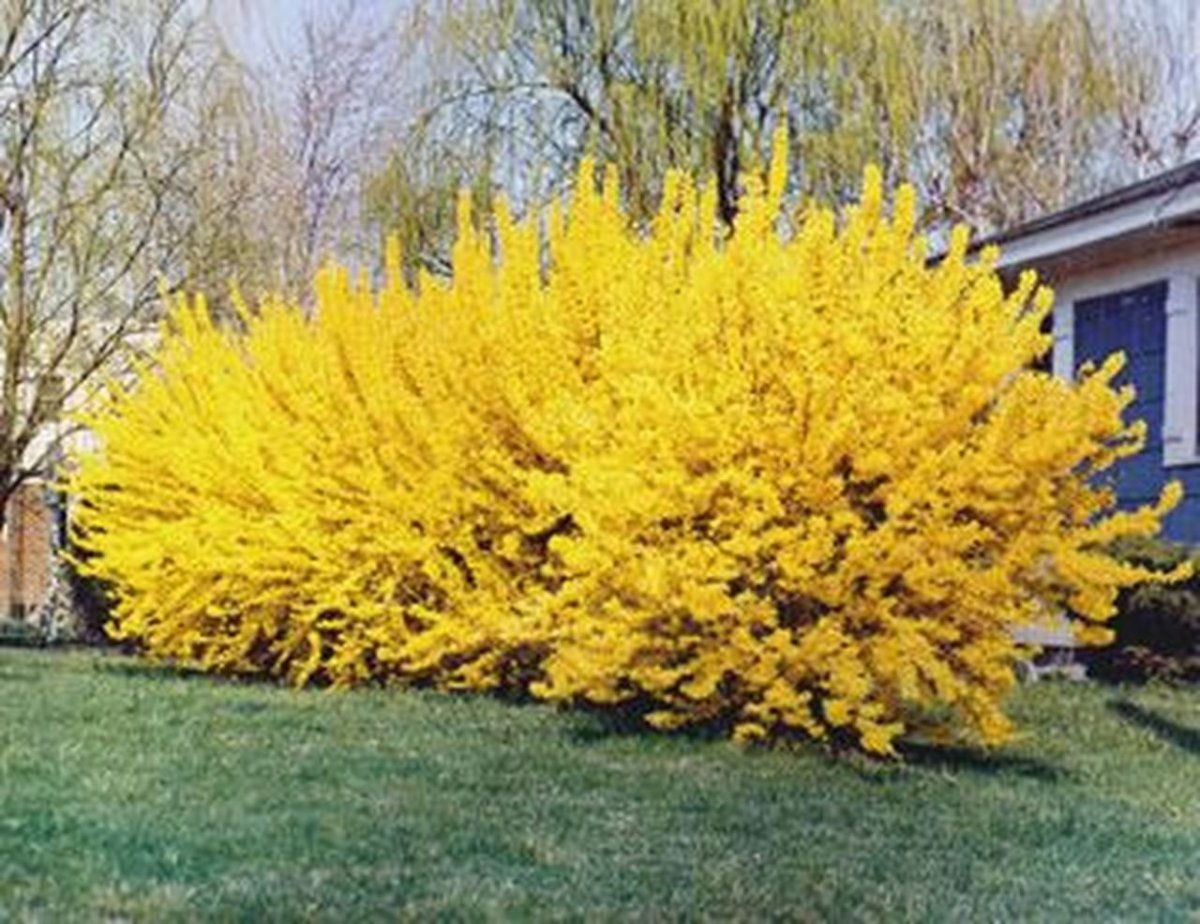 Фрезия кустарник