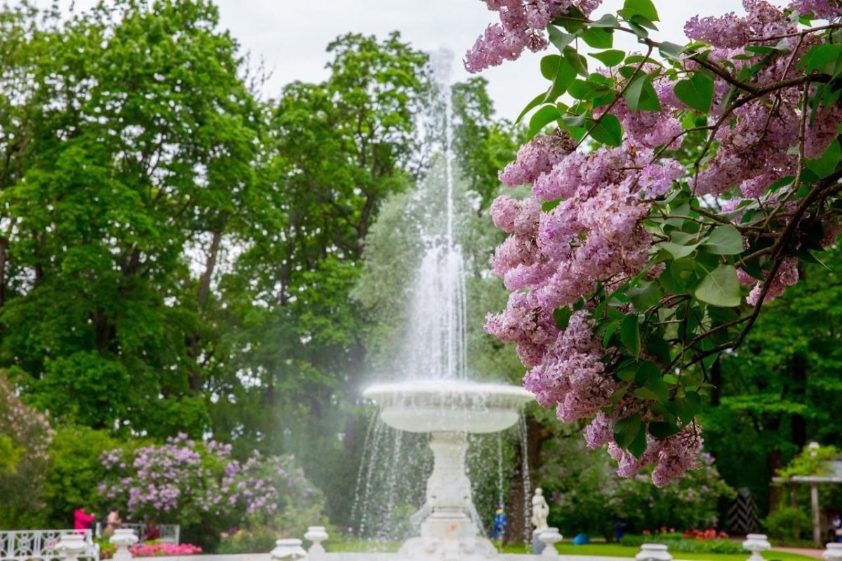 Екатерининский парк сирень