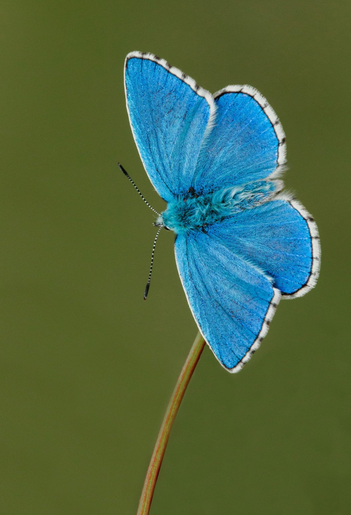 Polyommatus bellargus