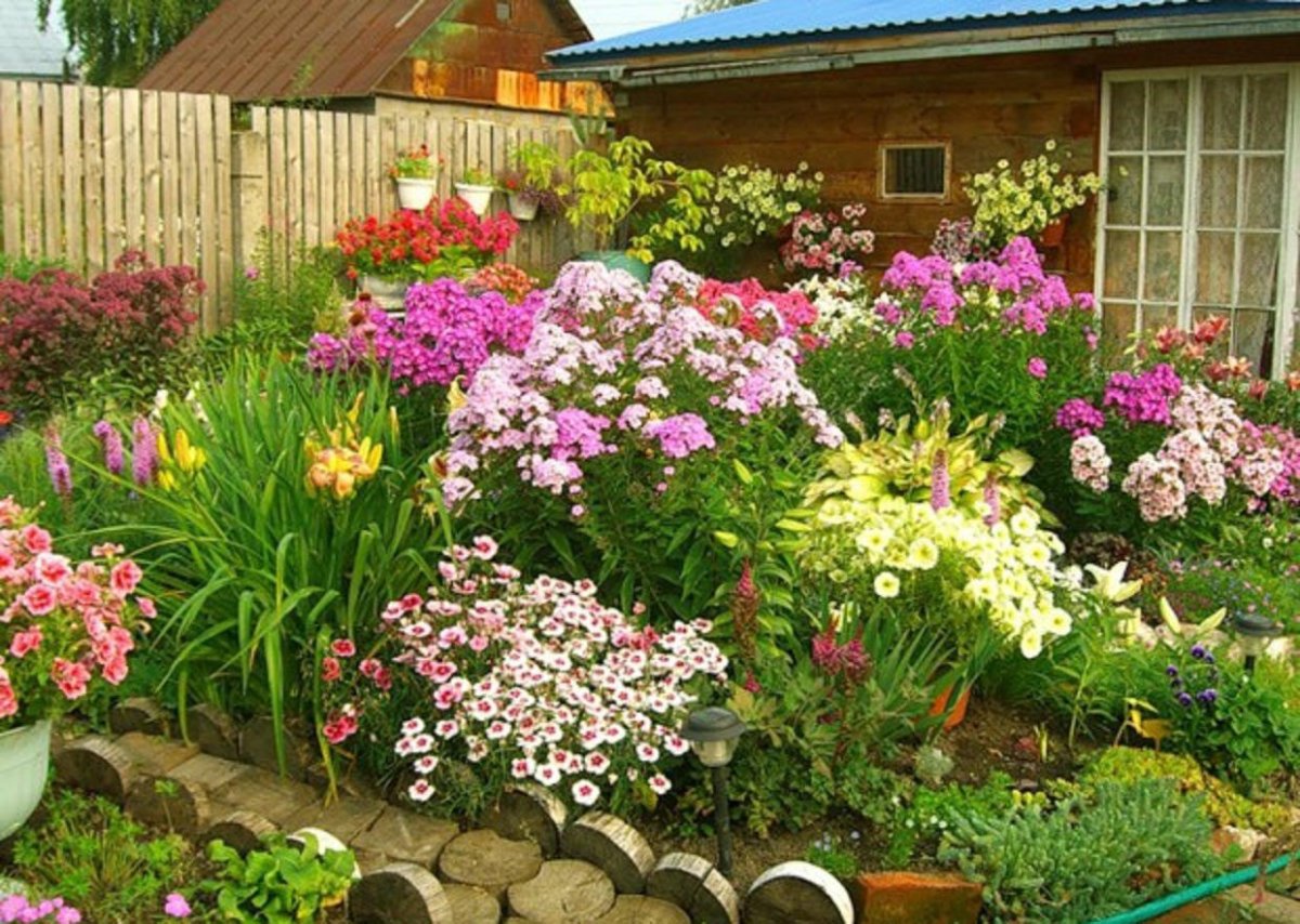 Флоксы в миксбордере