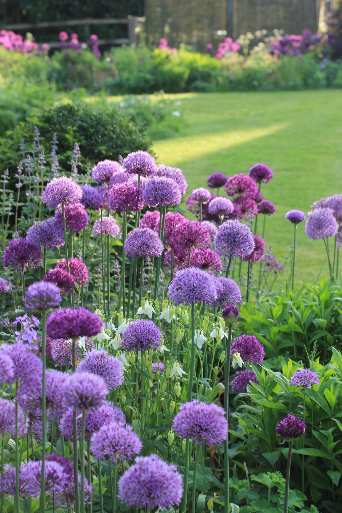 Лук голубой Allium caeruleum