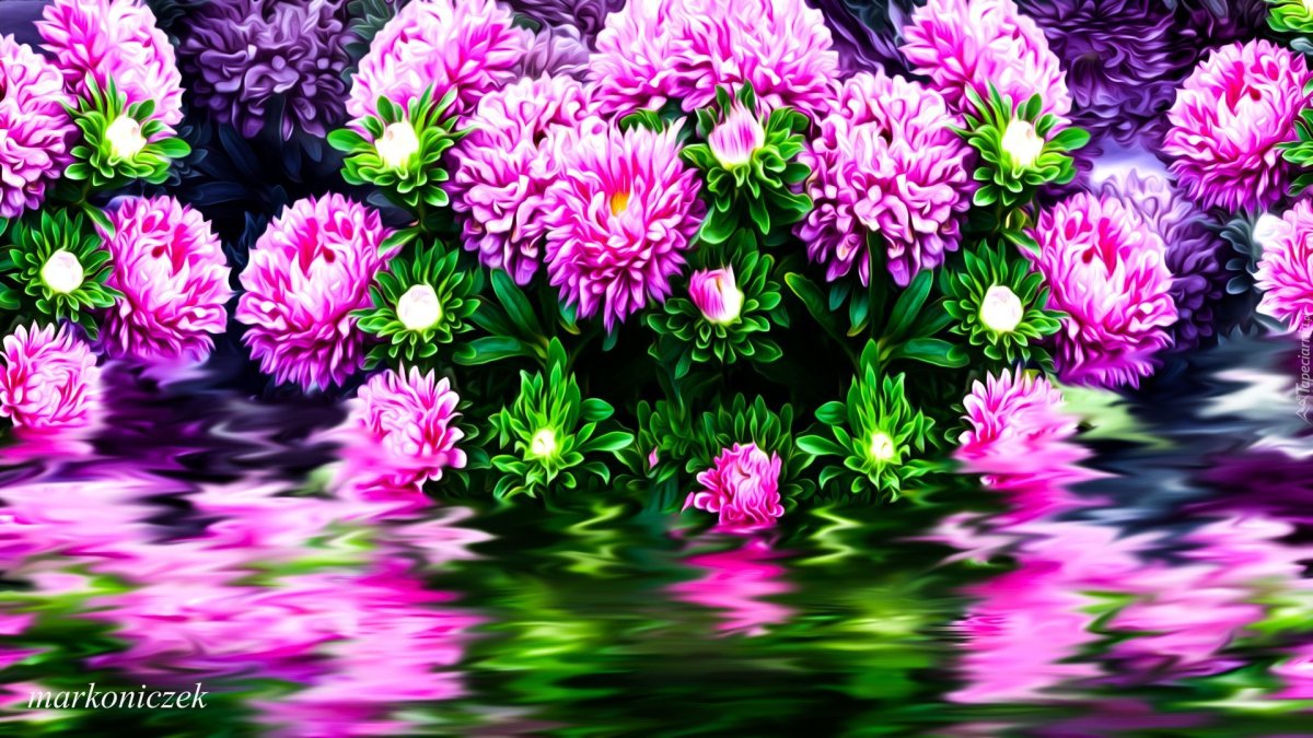 Хризантемы фон