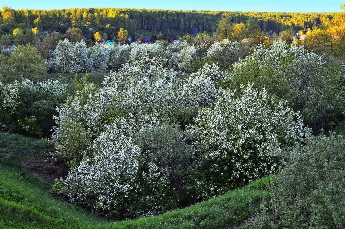 Черёмуха обыкновенная куст Мурманск