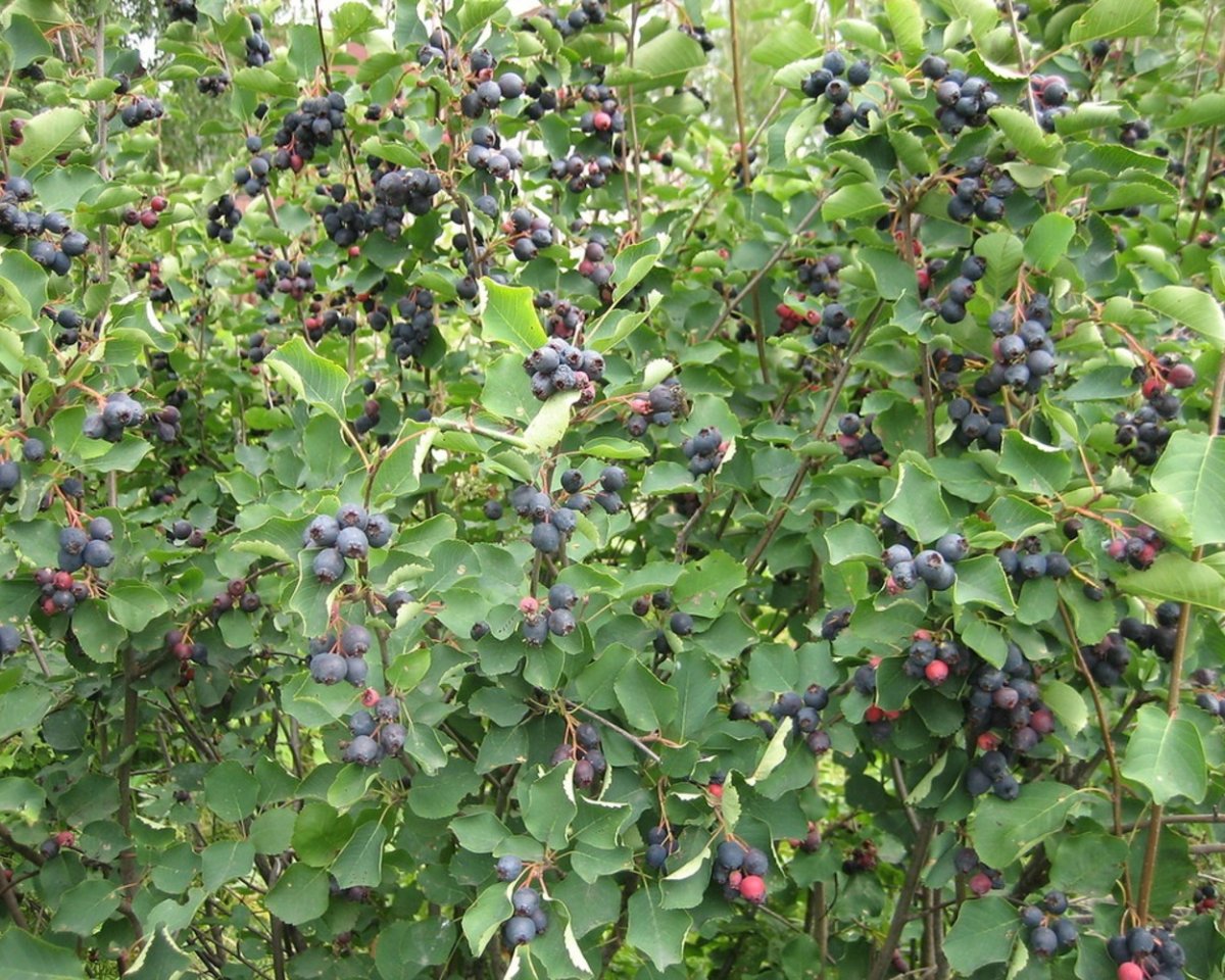 Ирга круглолистная (Amelanchier ovalis)
