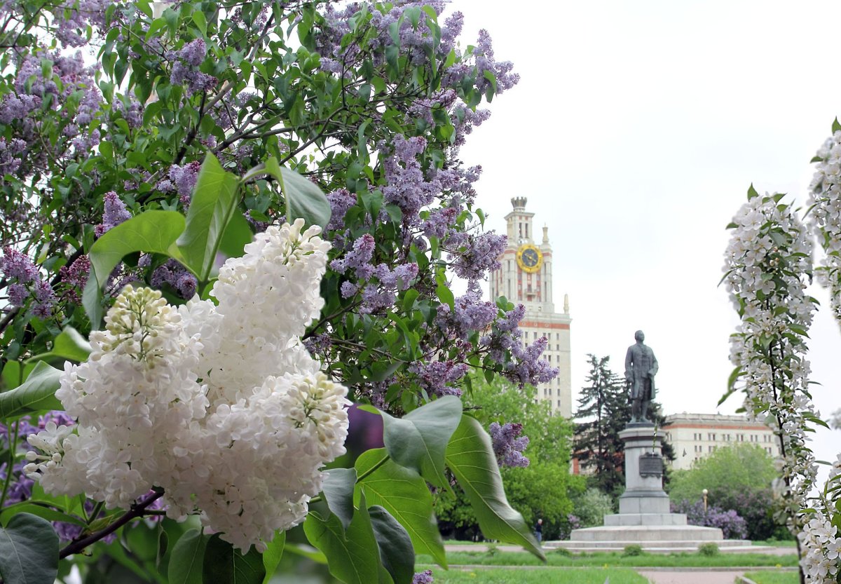 Сирень Московский университет