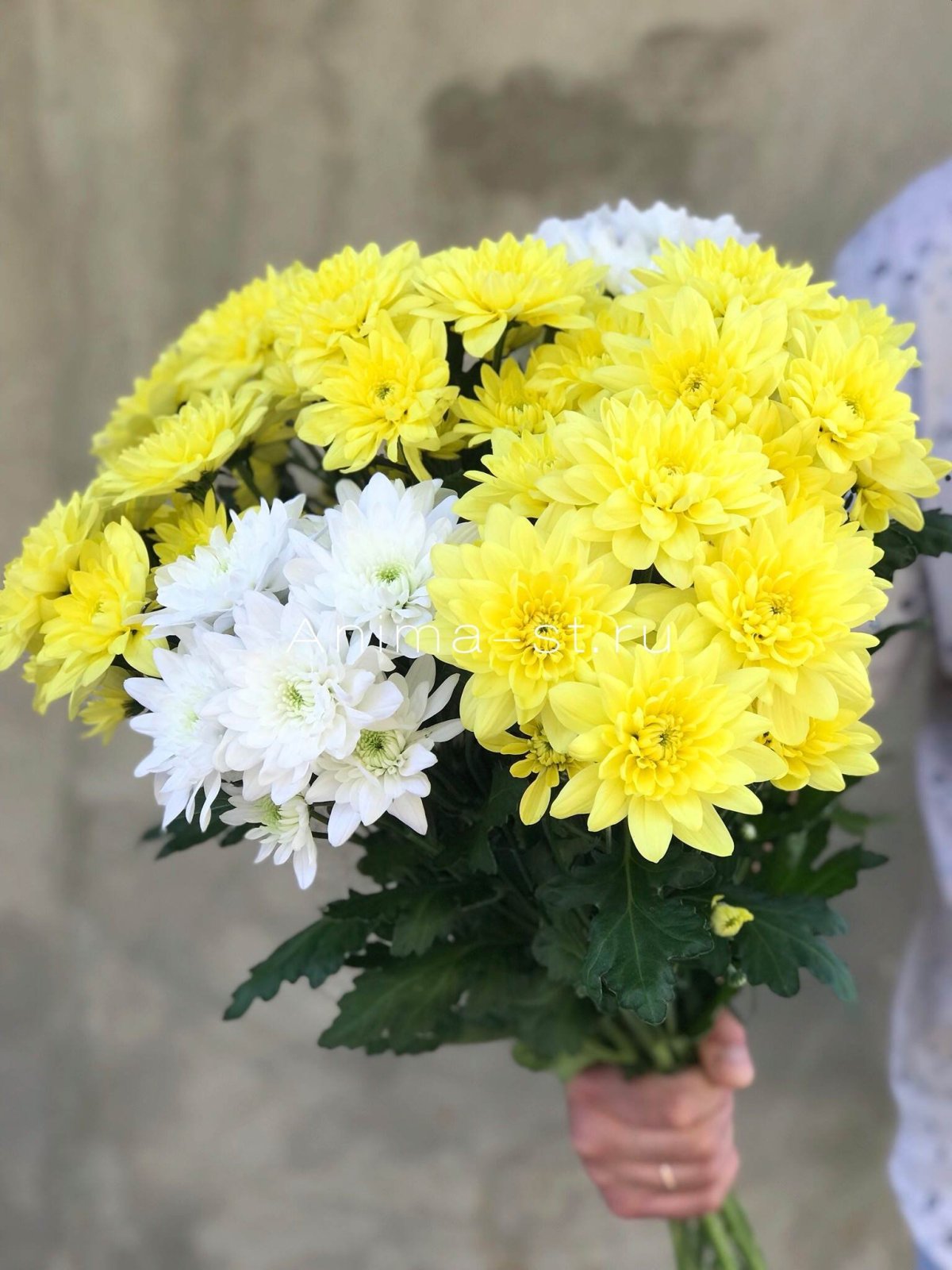 Baltica Yellow Балтика Хризантема