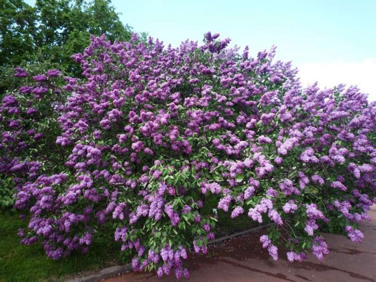 Персидская сирень кустовая
