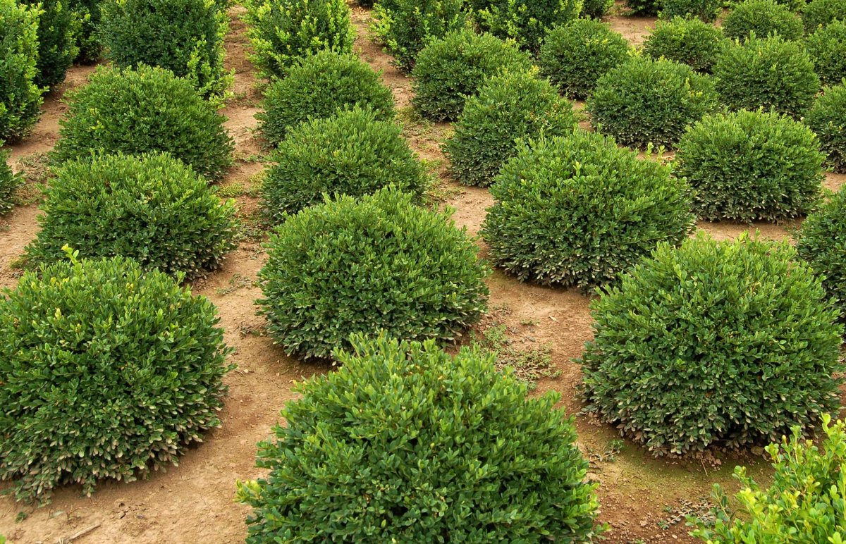 Самшит Buxus