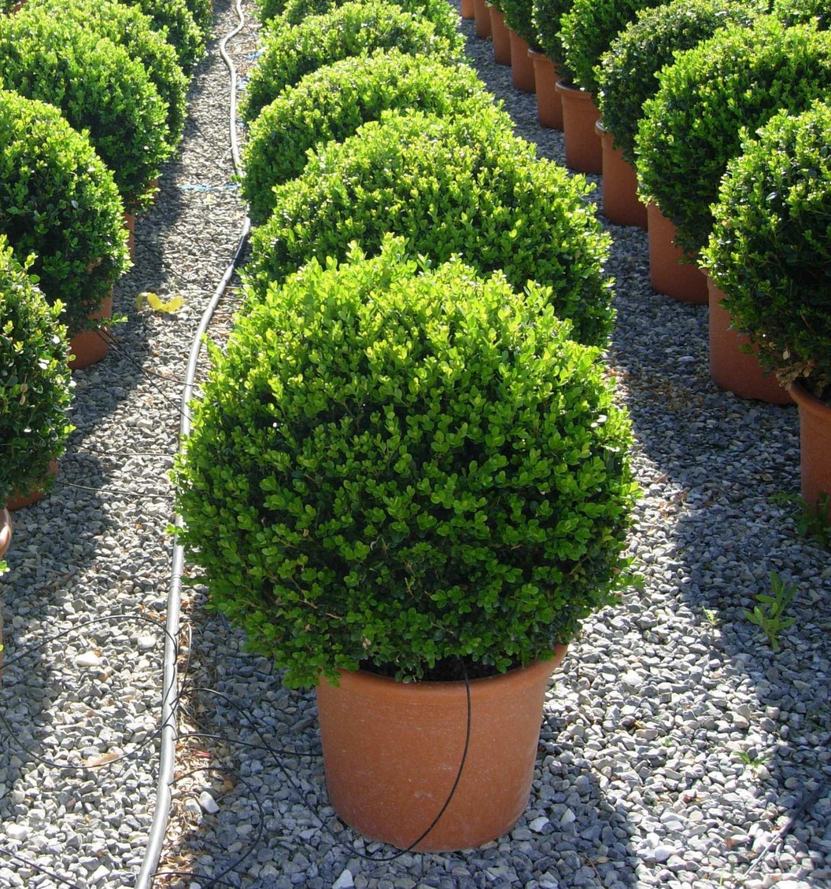 Buxus sempervirens самшит
