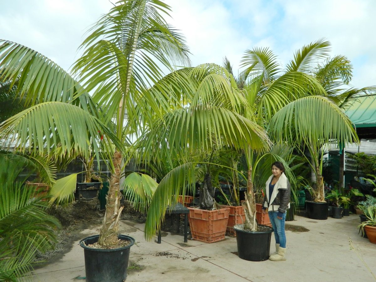 Ховея Форстера Howea forsteriana саженец
