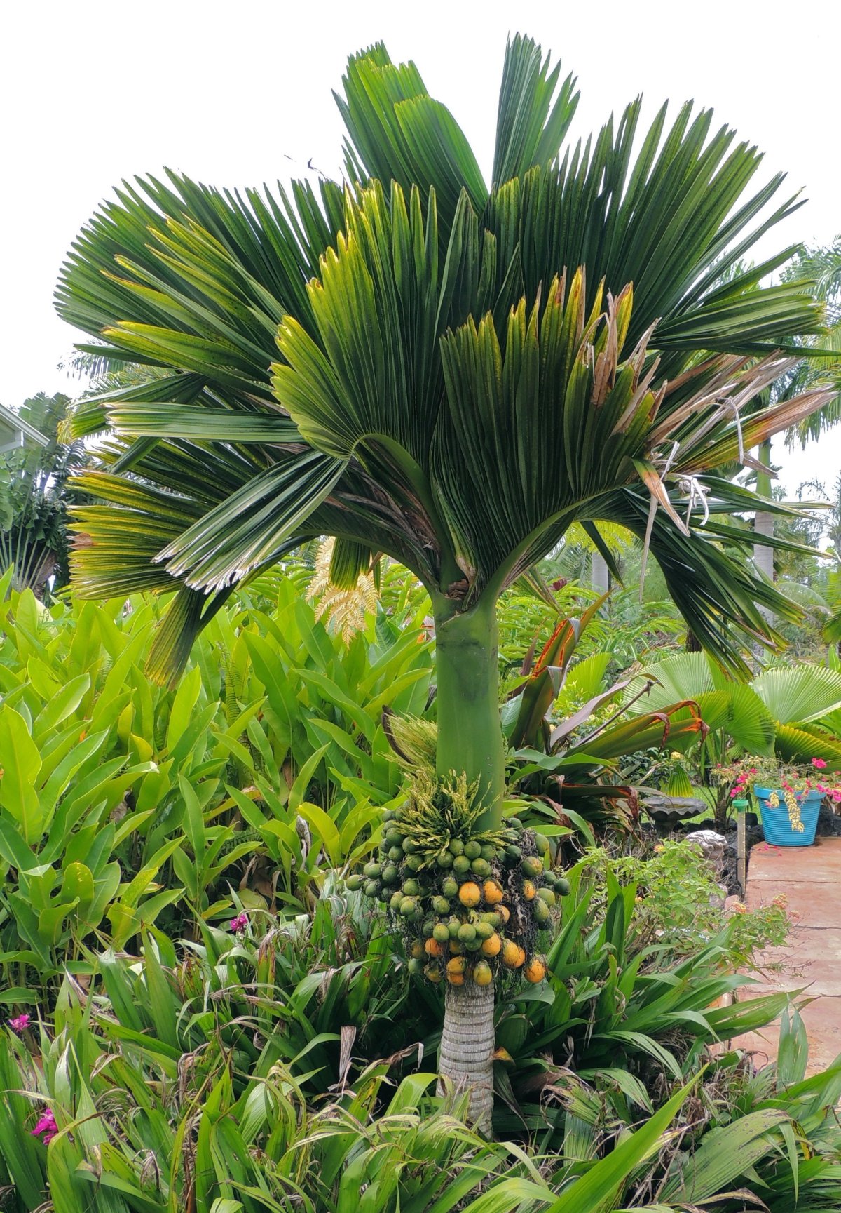 Арека катеху (Areca catechu)
