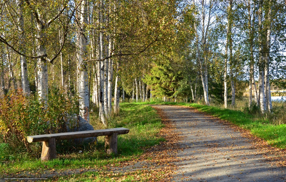 Парк Березовая роща Орехово Зуево
