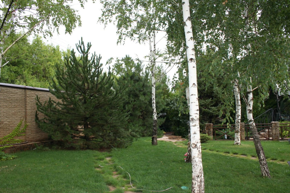 Березы на участке