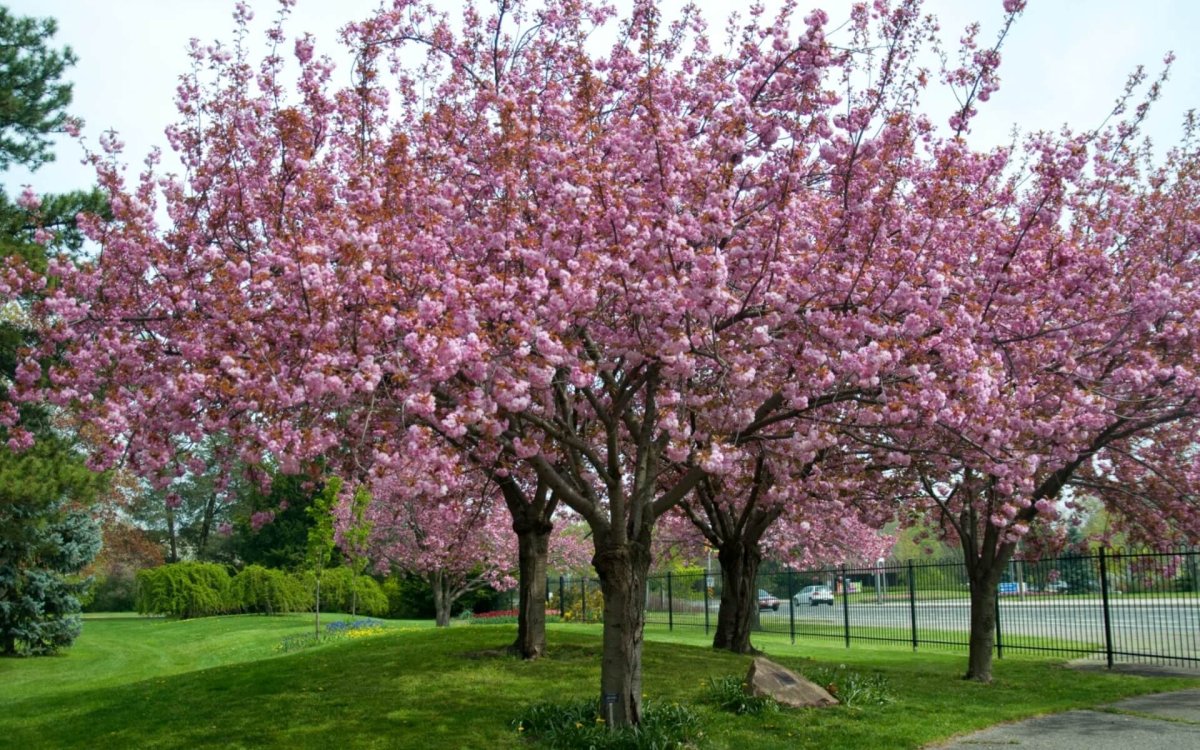 Вишня мелкопильчатая (Сакура) (Prunus serrulata)