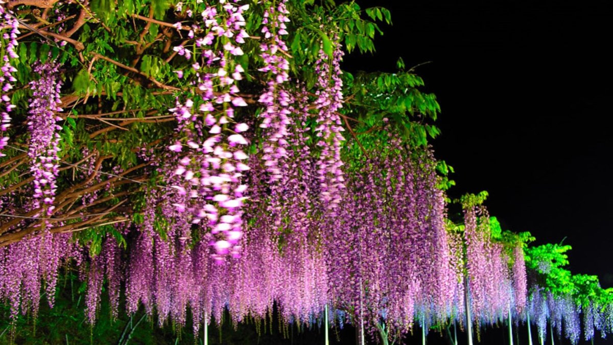 Глициния розовая Wisteria rosea