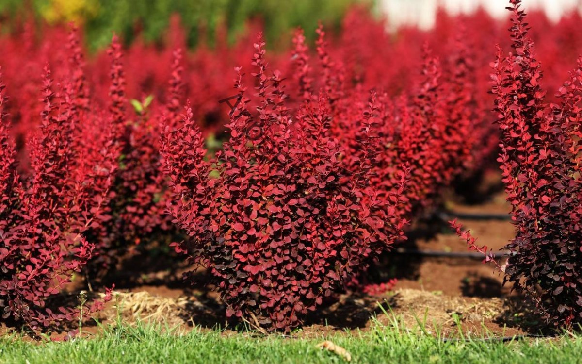 Барбарис Тунберга (Berberis thunbergii `Red Rocket`)