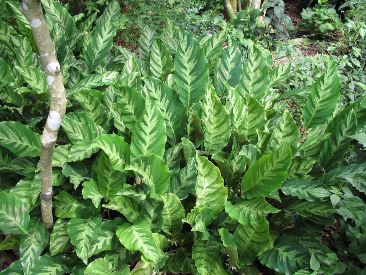 Calathea lietzei