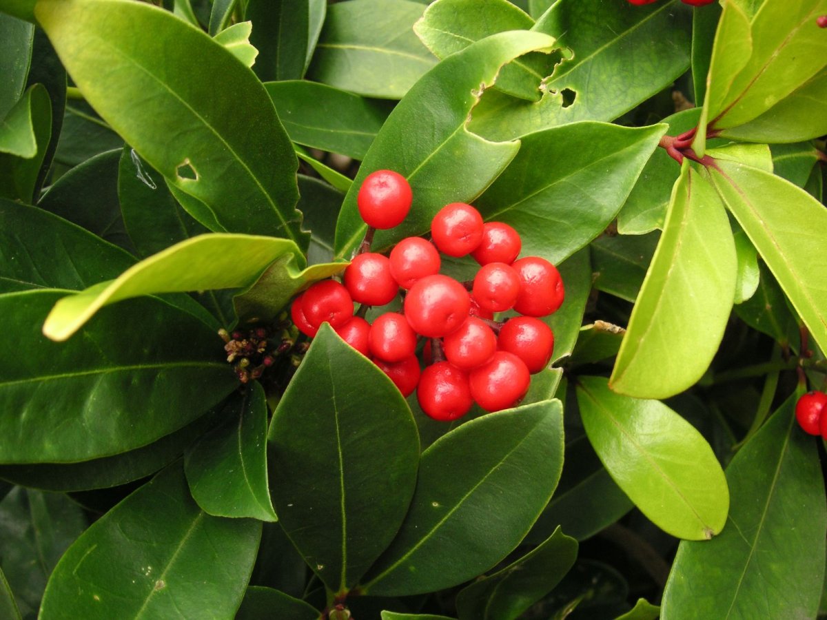 Wintergreen растение