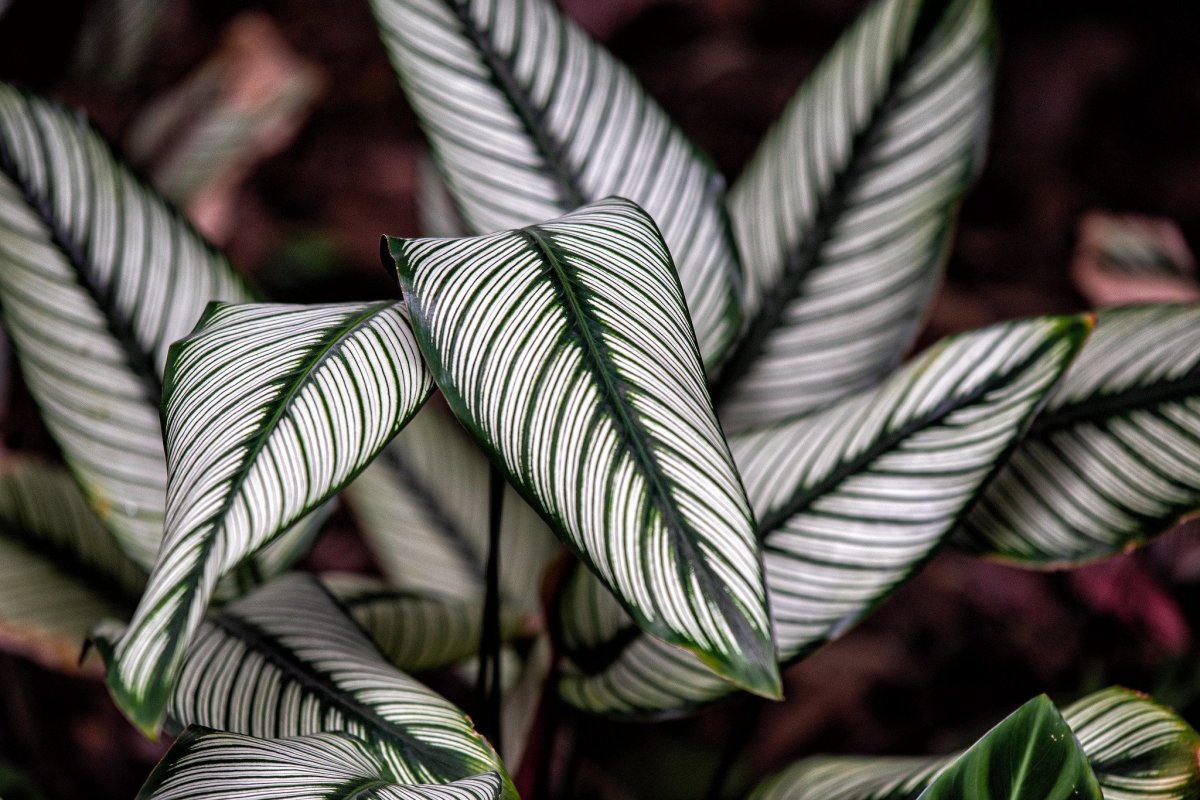 Calathea Ornata Guli photo