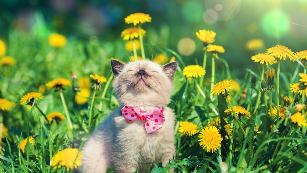 Кошка в одуванчиках